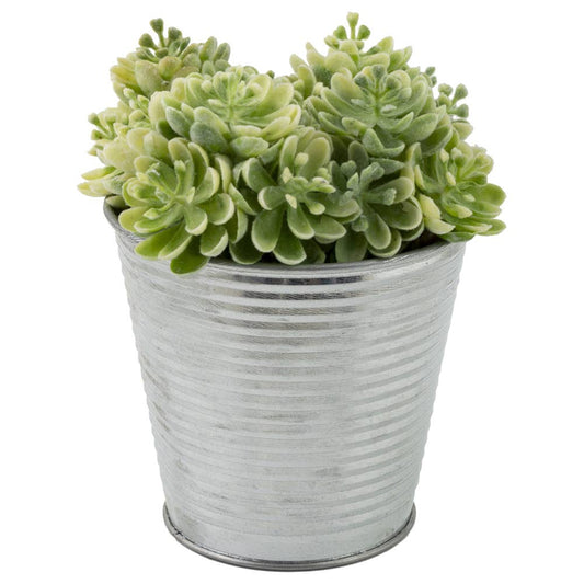 Green Sedum Metal Can Planter